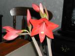 Amaryllis 1