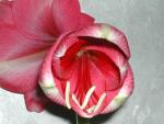 Amaryllis 2005