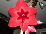 Amaryllis 2006