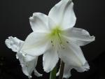 Amaryllis 2