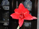 Amaryllis 3