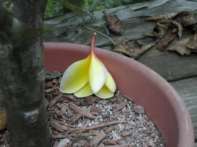 dscn4295