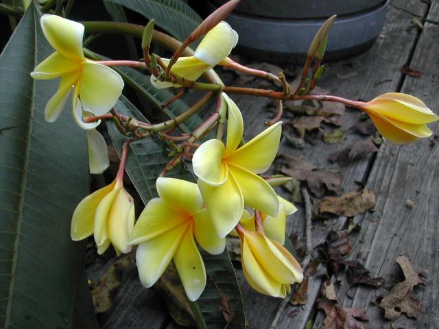 dscn4361