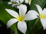 Plumeria 2006