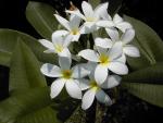 Plumeria