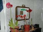 Amaryllis Group