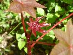 Ricinus communis