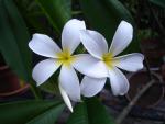 White flowers