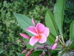 Pink flowers