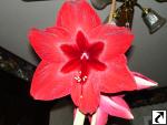 Amaryllis