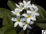 Plumeria