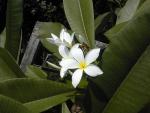 Plumeria 2