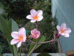 Plumeria 3