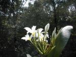 Plumeria 8