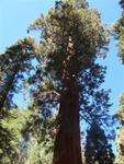 Sequoia National Park