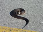 Snake in the road!  