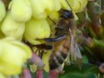 Bees on Flowers