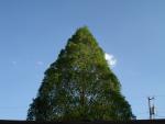 Metasequoia glyptostroboides