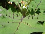 Solanum quitoense