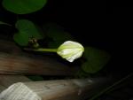 Failed Moonflower blooms