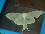 Giant Moths