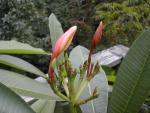 Plumeria 4