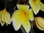 Plumeria 5