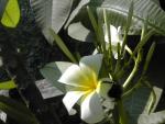 Plumeria 7