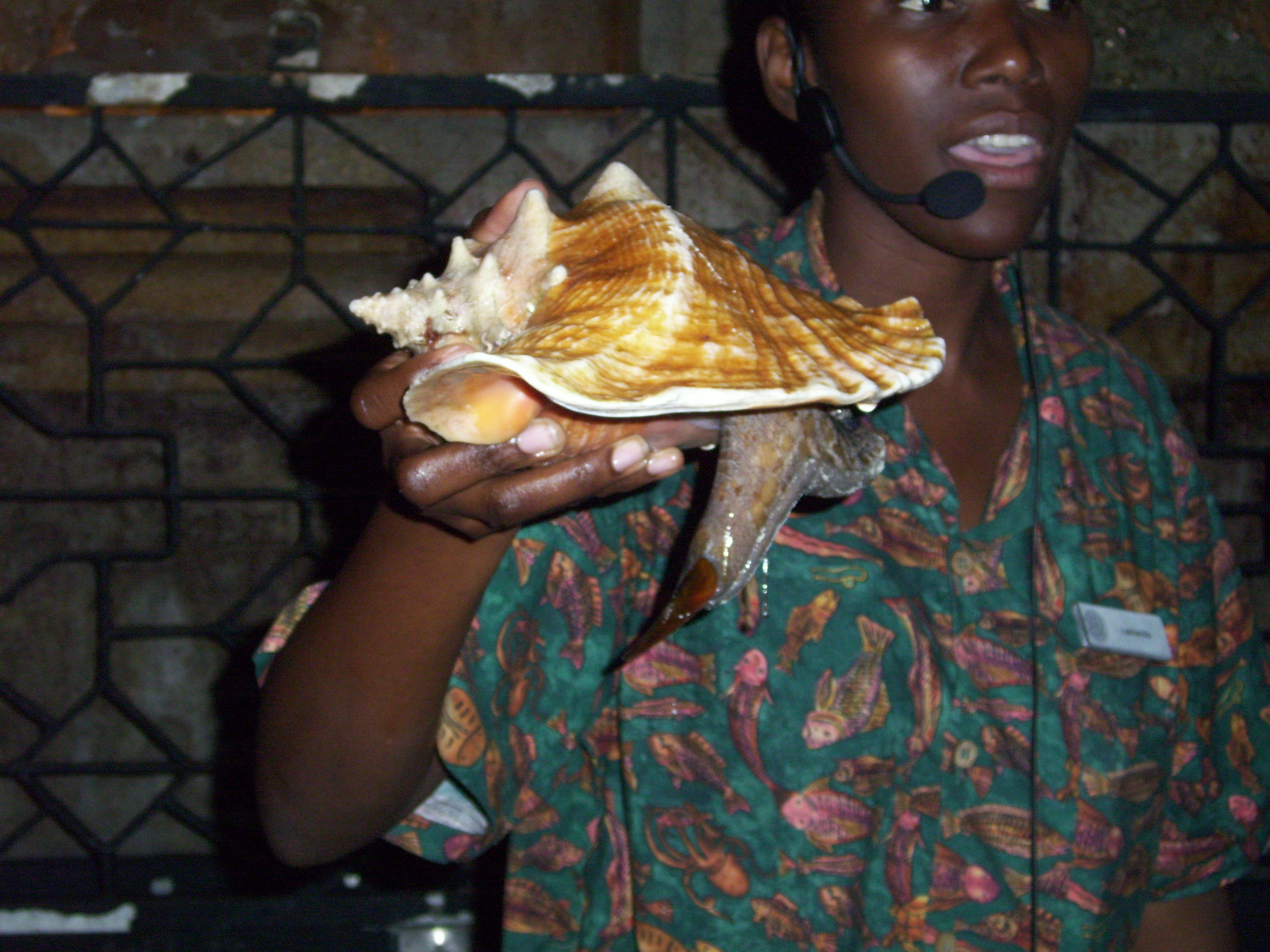 Conch