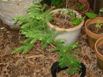 Metasequoia glyptostroboides